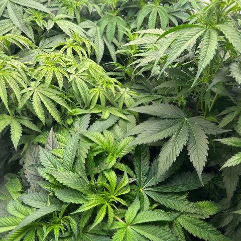 Cookies Gelato #2 growlog photo: vor entlaubung 
