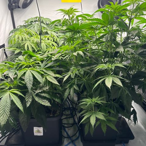 Cookies Gelato #2 growlog photo: vor entlaubung 