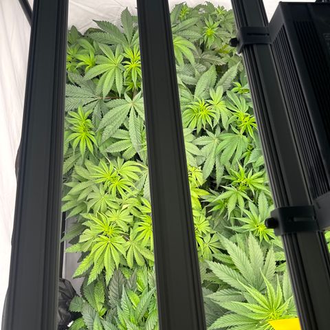 Cookies Gelato #2 growlog photo: vor entlaubung 