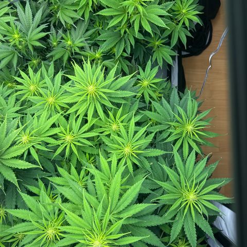 Cookies Gelato #2 growlog timeline photo