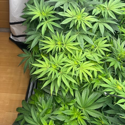Cookies Gelato #2 growlog timeline photo
