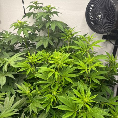 Cookies Gelato #2 growlog timeline photo