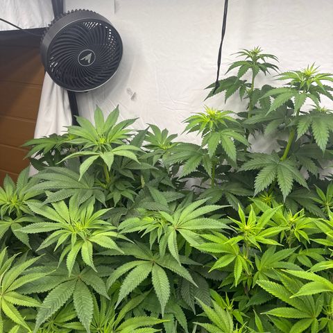 Cookies Gelato #2 growlog timeline photo