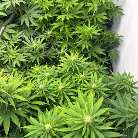 Cookies Gelato #2 growlog photo: 3 BW