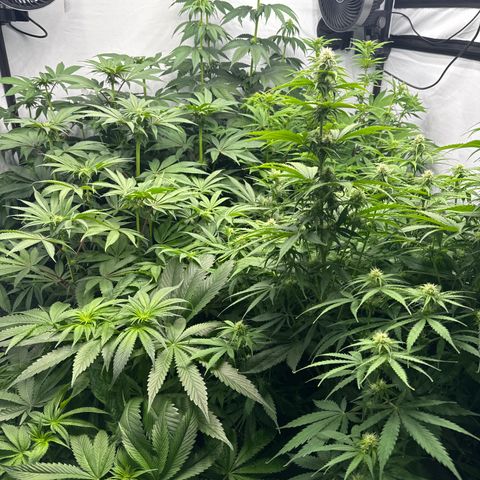 Cookies Gelato #2 growlog photo: 3 BW