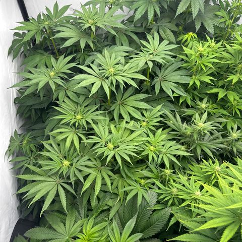 Cookies Gelato #2 growlog photo: 3 BW