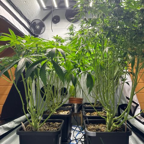 Cookies Gelato #2 growlog timeline photo