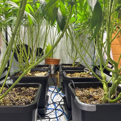 Cookies Gelato #2 growlog timeline photo