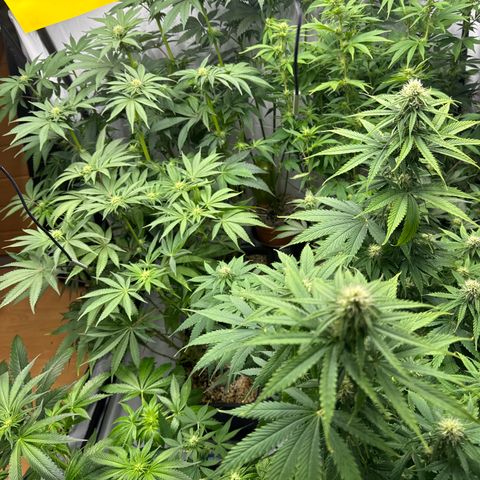 Cookies Gelato #2 growlog timeline photo