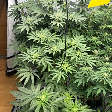 Cookies Gelato #2 growlog photo: 3 BW