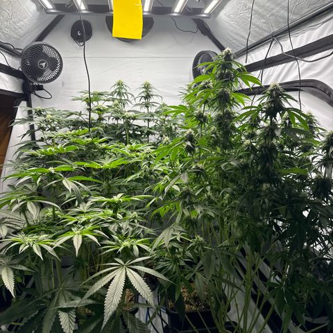 Cookies Gelato #2 growlog photo: 3 BW
