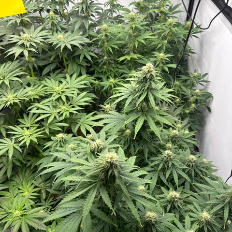 Cookies Gelato #2 growlog photo: 3 BW