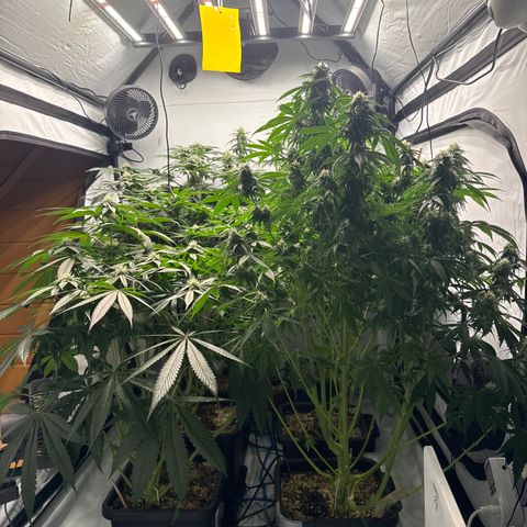 Cookies Gelato #2 growlog photo: BW 5