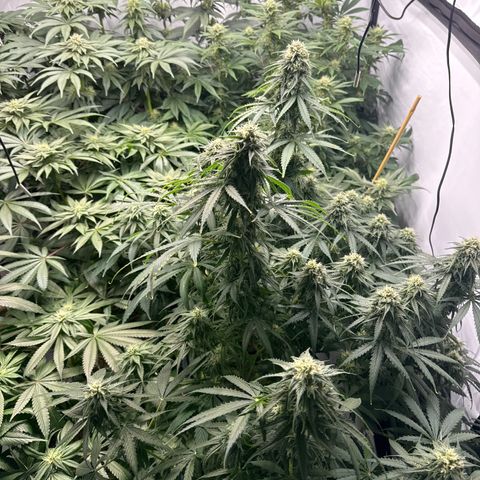 Cookies Gelato #2 growlog photo: BW 5