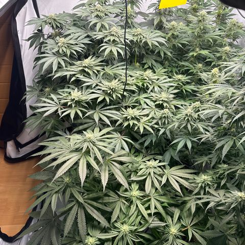 Cookies Gelato #2 growlog photo: BW 5