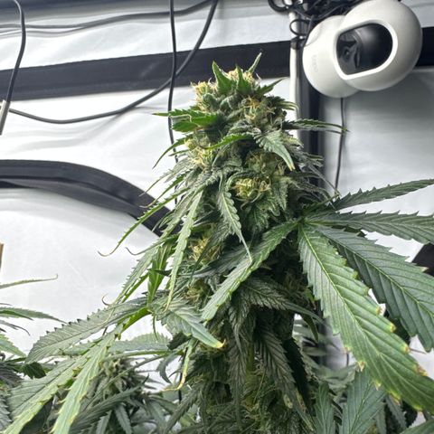 Cookies Gelato #2 growlog photo: BW 6