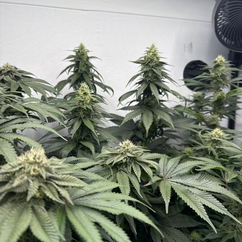 Cookies Gelato #2 growlog photo: BW 6