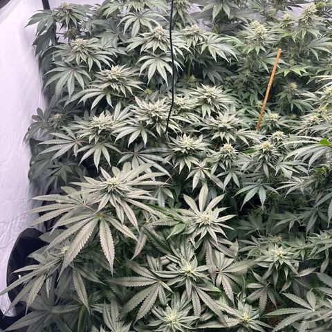 Cookies Gelato #2 growlog photo: BW 6