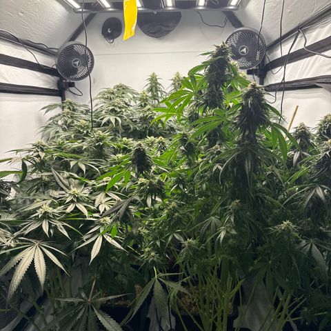 Cookies Gelato #2 growlog photo: BW 6