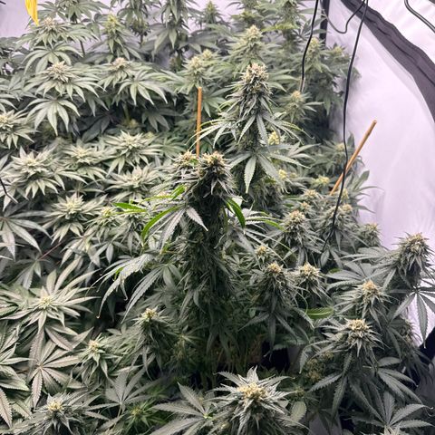 Cookies Gelato #2 growlog photo: BW 6