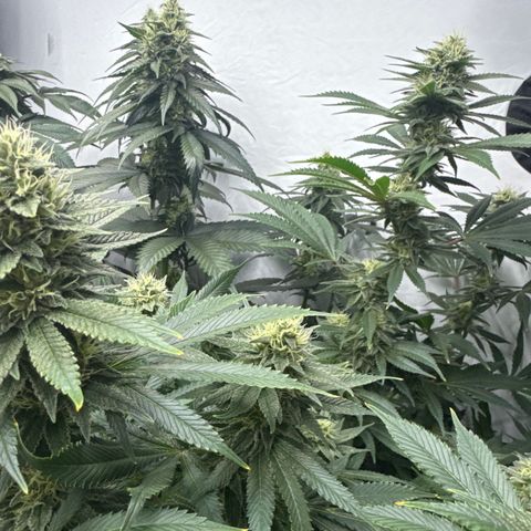 Cookies Gelato #2 growlog timeline photo