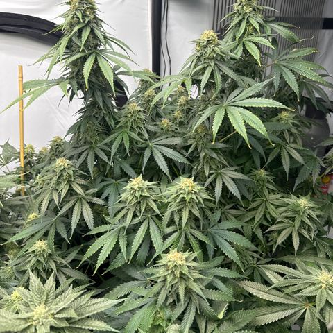 Cookies Gelato #2 growlog timeline photo