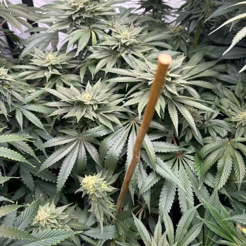 Cookies Gelato #2 growlog timeline photo