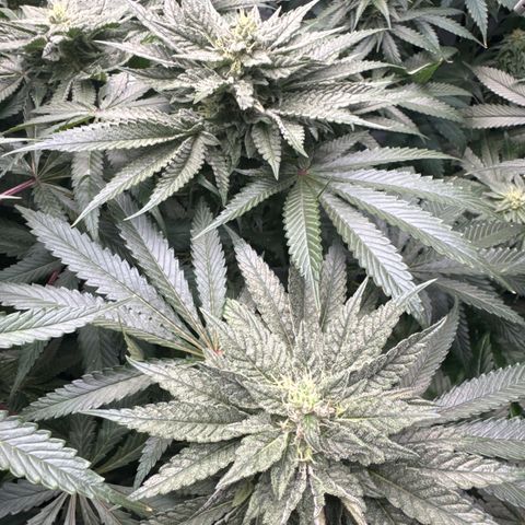 Cookies Gelato #2 growlog timeline photo