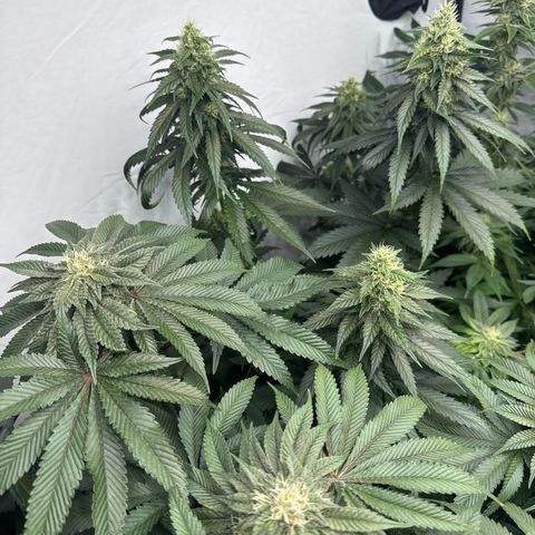 Cookies Gelato #2 growlog timeline photo