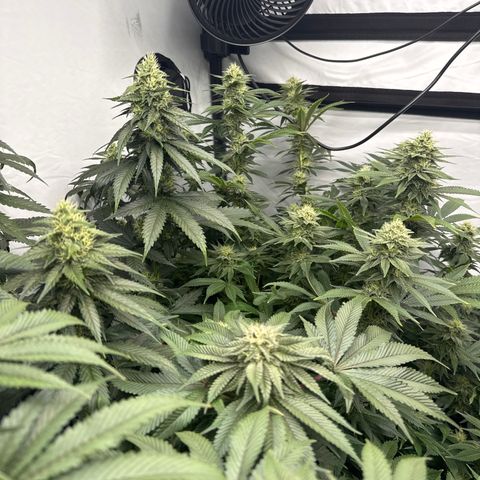 Cookies Gelato #2 growlog timeline photo