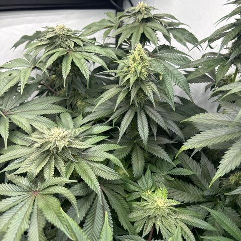 Cookies Gelato #2 growlog timeline photo