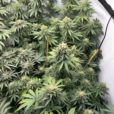 Cookies Gelato #2 growlog photo: BW 8