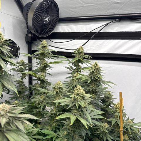 Cookies Gelato #2 growlog photo: BW 8