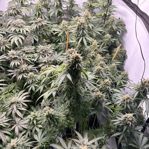 Cookies Gelato #2 growlog photo: BW 8