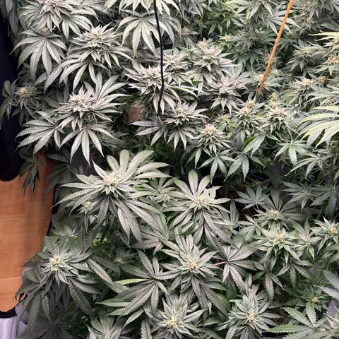 Cookies Gelato #2 growlog photo: BW 8