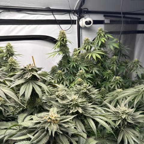 Cookies Gelato #2 growlog photo: BW 8
