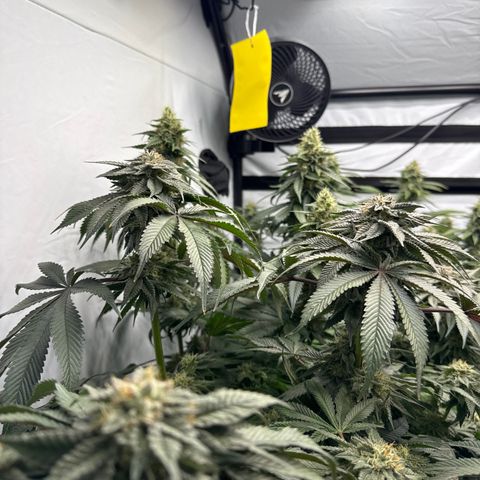 Cookies Gelato #2 growlog photo: BW 8