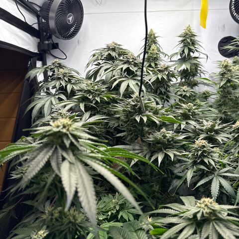 Cookies Gelato #2 growlog photo: BW 8