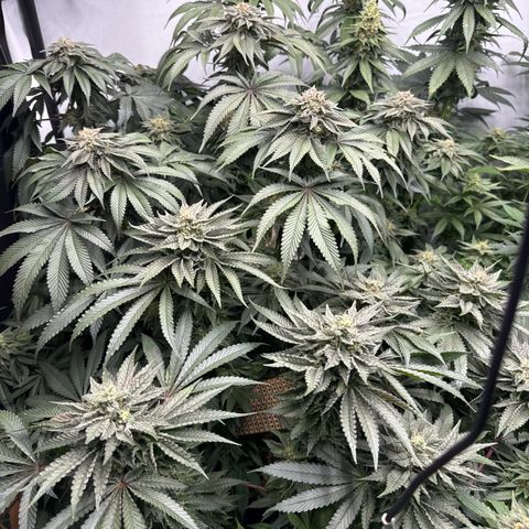 Cookies Gelato #2 growlog photo: BW 8