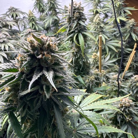 Cookies Gelato #2 growlog photo: BW 9