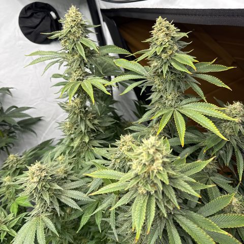 Cookies Gelato #2 growlog photo: BW 9