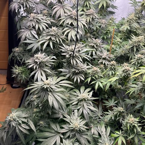 Cookies Gelato #2 growlog photo: BW 9