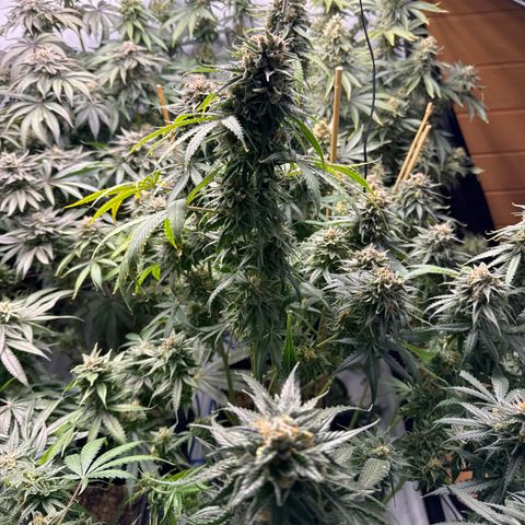Cookies Gelato #2 growlog photo: BW 9