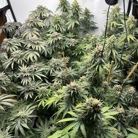 Cookies Gelato #2 growlog photo: BW 9