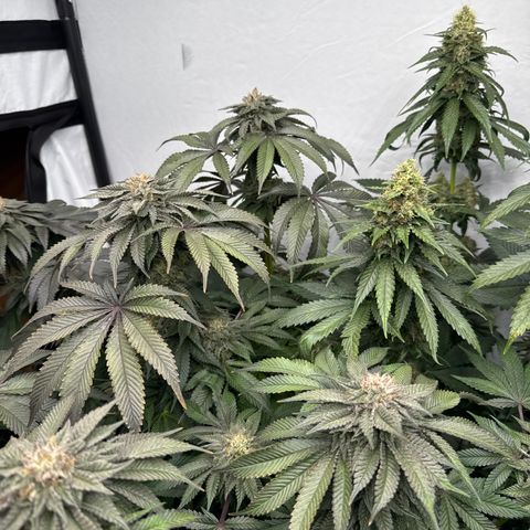 Cookies Gelato #2 growlog photo: BW 9