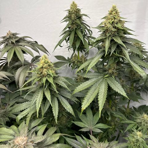 Cookies Gelato #2 growlog photo: BW 9