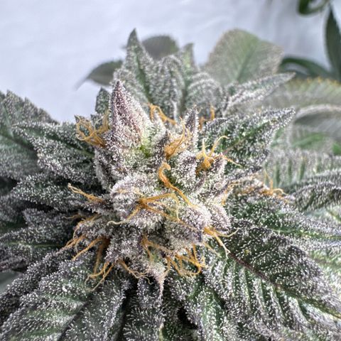 Cookies Gelato #2 growlog timeline photo