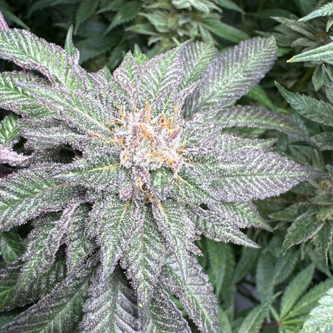 Cookies Gelato #2 growlog timeline photo