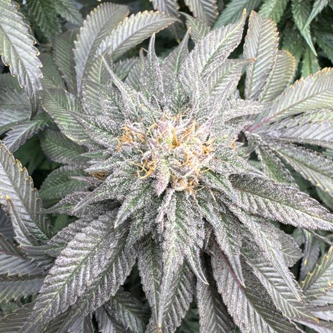 Cookies Gelato #2 growlog timeline photo