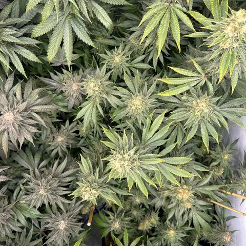 Cookies Gelato #2 growlog timeline photo